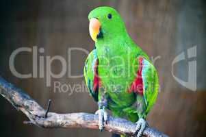 Green macaw standing