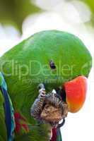 Green macaw close up