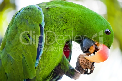 Macaw is eating