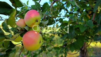 Ripe apples