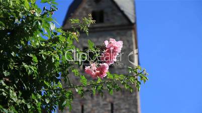 Rose vor Klosterturm