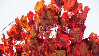 Black vine with red leaves