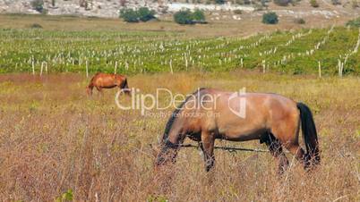 A horse grazes beside a vineyard