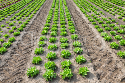 Feld mit Salat