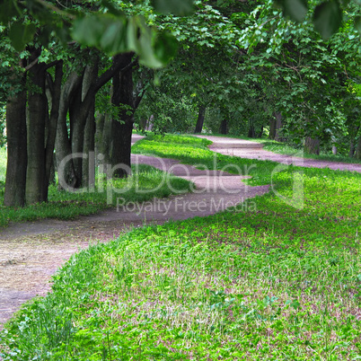 Alley in the park