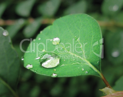 Drops on leaves