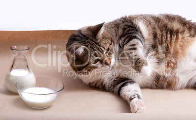 Dicke Katze mit Milch