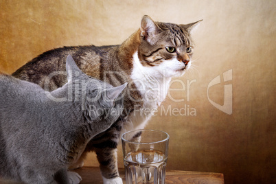 Zwei Katzen mit Wasserglas auf Tisch