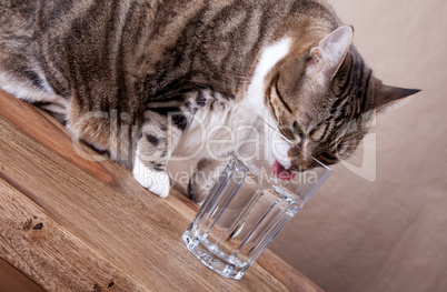 Katze mit Wasserglas auf Tisch