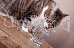 Katze mit Wasserglas auf Tisch