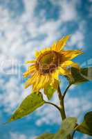 Sonnenblume Helianthus annuus vor Himmel mit Wolken