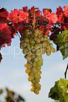 Juicy bunch of grapes