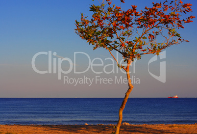 Lone tree on coast line