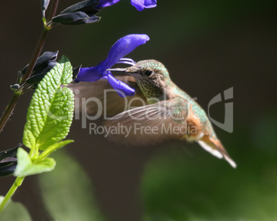 Hummingbird Nirvana