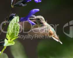 Hummingbird Nirvana