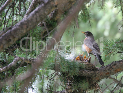 American Robin And Offspring