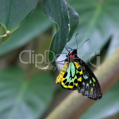 Colorful Butterfly