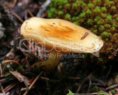 Wild Mushroom