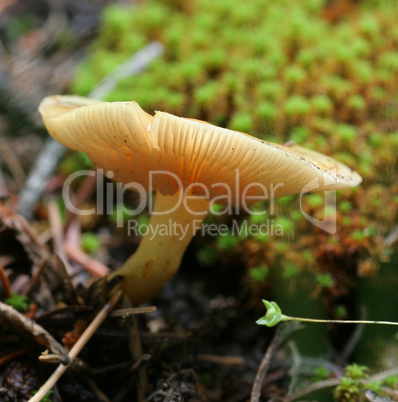 Wild Mushroom