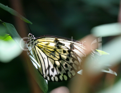 Paper Kite Butterfly