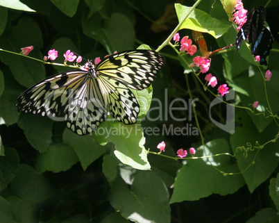 Paper Kite Butterfly