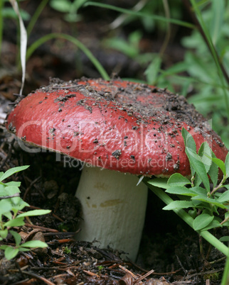 Wild Red Mushroom