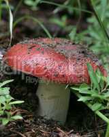 Wild Red Mushroom