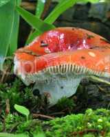 Red capped wild mushroom grows on the forest floor
