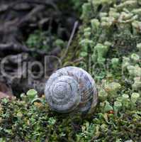 Snail In Moss