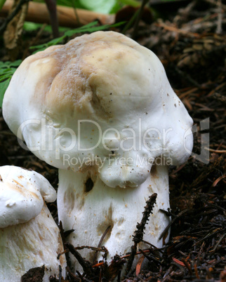 White Wild Mushrooms