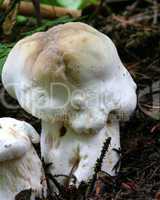 White Wild Mushrooms