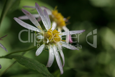 Mountain Aster