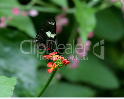 Postman Butterfly