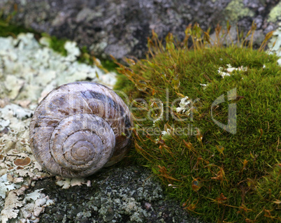 Snail In Moss