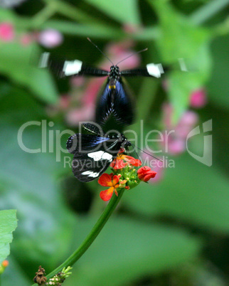 Postman Butterflie Mating