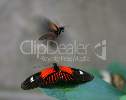 Heliconius Butterflies Mating
