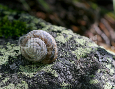 Snail On A Moss Rock