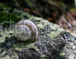 Snail On A Moss Rock
