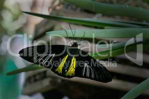 Black Butterfly With Yellow and White Stipes