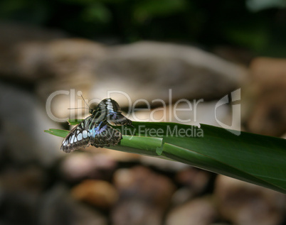 Clipper Butterfly