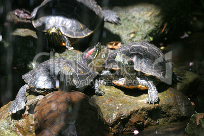 Turtles