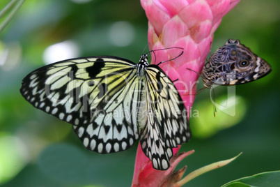 Paper Kite Butterfly