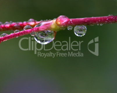 Dewdrop Images