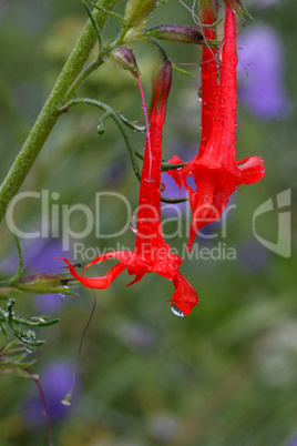 Fairy Trumpet