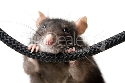 grey rat portrait