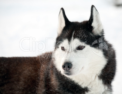 northern sled dog