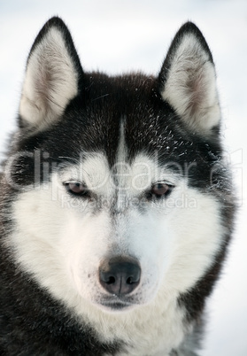 Malamute dog portrait