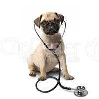 Hund mit Stethoskop