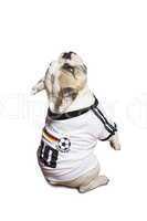 Bulldogge Fußball Fan