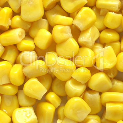 Maize corn